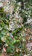 Fallopia baldschuanica