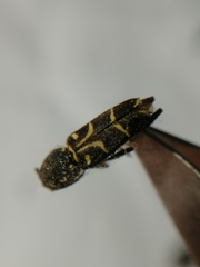 Xylotrechus antilope