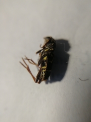 Xylotrechus antilope