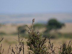 Cisticola robustus