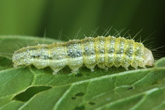 Evergestis forficalis