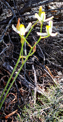 Albuca glandulosa