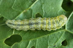 Evergestis forficalis