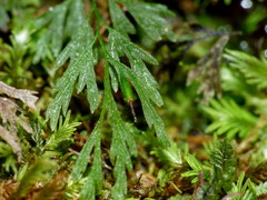 Trichomanes colensoi