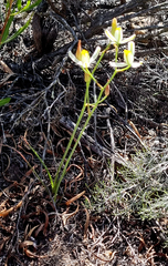 Albuca glandulosa