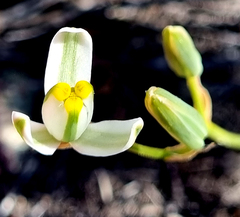 Albuca glandulosa