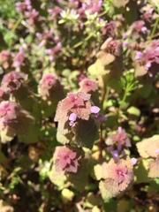 Lamium purpureum