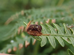 Chirosia grossicauda