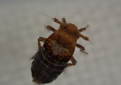 Conomelus anceps