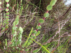 Cliffortia phyllanthoides