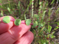 Cliffortia phyllanthoides