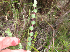 Cliffortia phyllanthoides