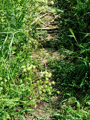 Conium chaerophylloides