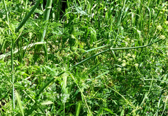 Conium chaerophylloides