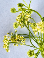 Conium chaerophylloides