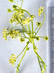 Conium chaerophylloides