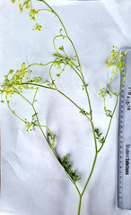 Conium chaerophylloides