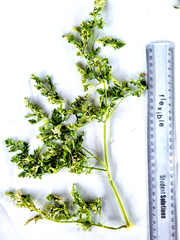 Conium chaerophylloides