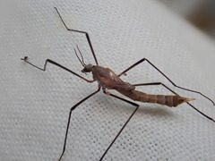 Tipula pagana