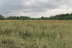 Loxostege turbidalis