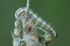 Loxostege turbidalis