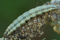 Loxostege turbidalis