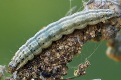 Loxostege turbidalis