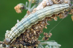 Loxostege turbidalis