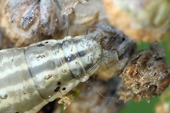 Loxostege turbidalis