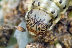 Loxostege turbidalis