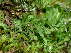 Trichomanes colensoi