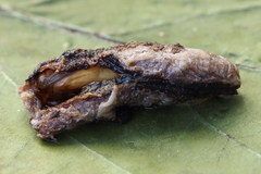 Loxostege turbidalis