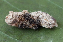 Loxostege turbidalis