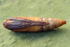 Loxostege turbidalis