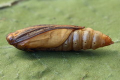 Loxostege turbidalis