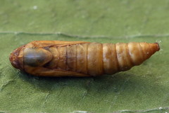 Loxostege turbidalis