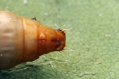 Loxostege turbidalis