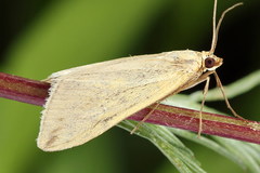 Loxostege turbidalis