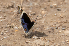 Junonia orithya