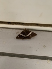 Bastilla praetermissa