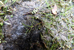 Schoenus maschalinus