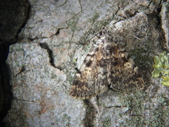 Idia calvaria