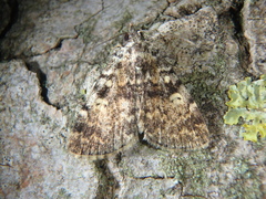 Idia calvaria