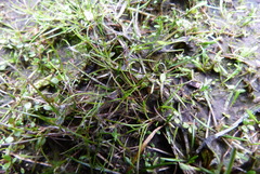 Schoenus maschalinus