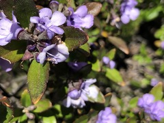 Prostanthera caerulea