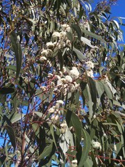 Eucalyptus multicaulis