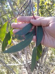 Eucalyptus multicaulis
