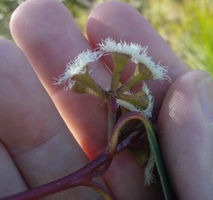 Eucalyptus multicaulis