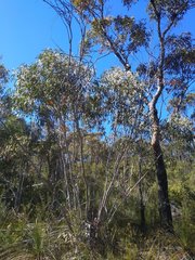 Eucalyptus multicaulis
