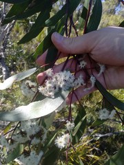 Eucalyptus multicaulis